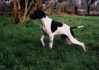 Sydney des chaumes de la brousse du Ternois